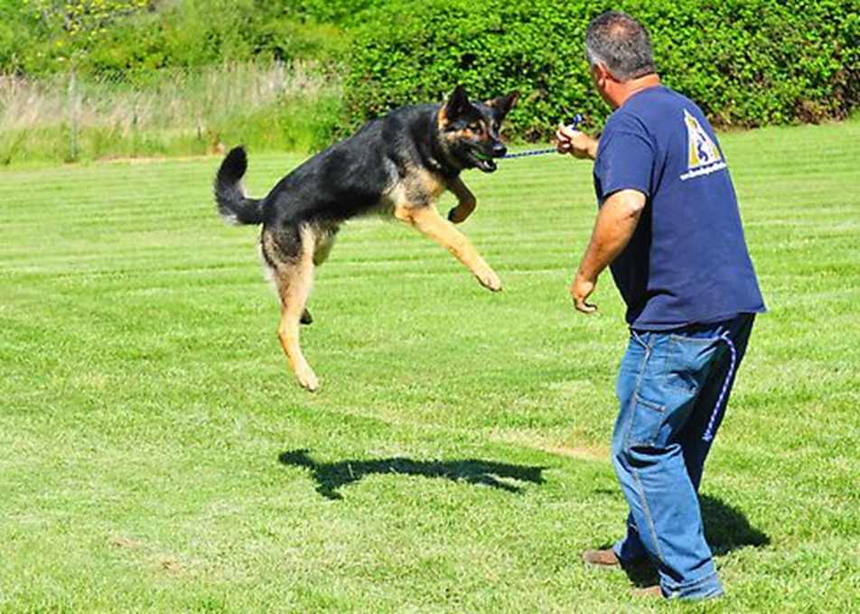 Trained German Shepherd For Sale Excels As A Protection Dog