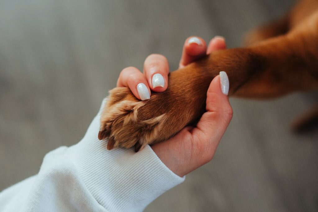 How to Choose a Pet Cremation Service in Boreham