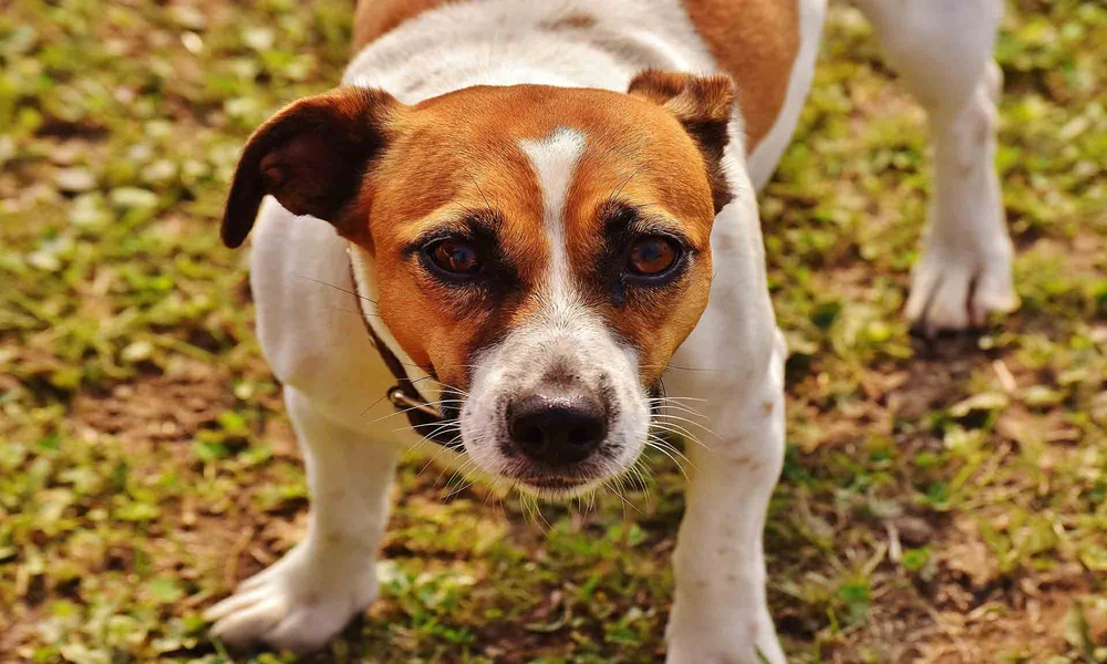 Understanding About Liver Disease In Dogs