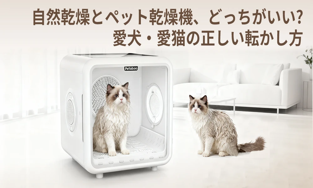 A Quieter and Stress-Free Way to Dry Your Cat After a Bath
