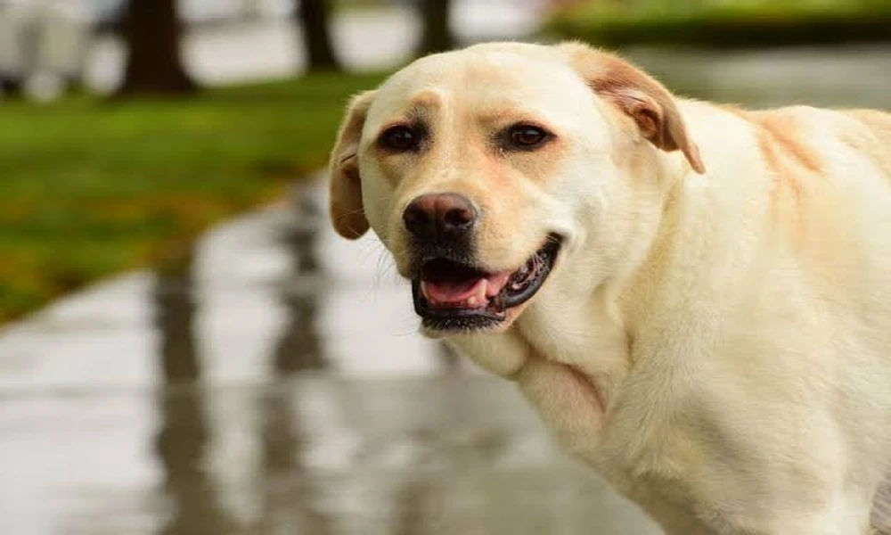 Time for a Labrador Puppy for your family? Here are the 3 Unknown Facts You Must Be aware of